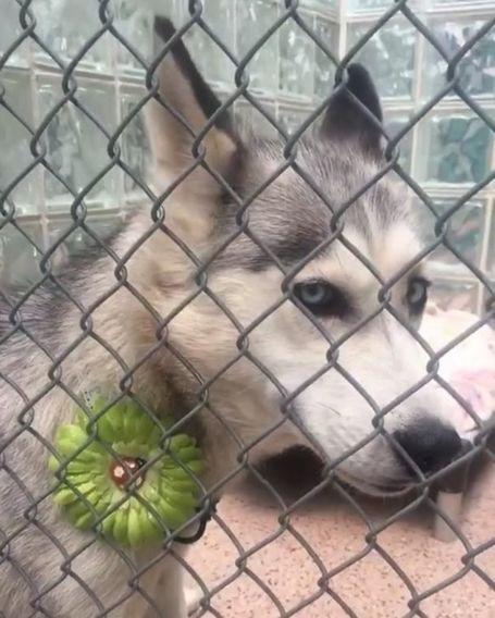 匿名动物,匿名动物的奇妙之旅